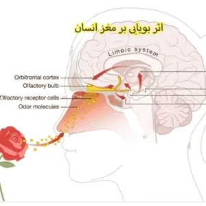 اثر-بویایی-بر-مغز-انسان-و-غدد-لیمبیک_12