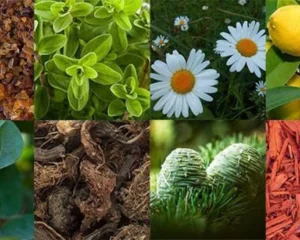 گروه-بویایی-چایپر