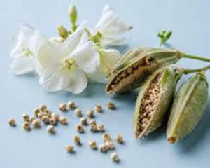 نت-پاپیروس-