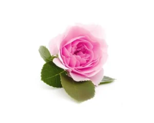 نت-گل-محمدی-