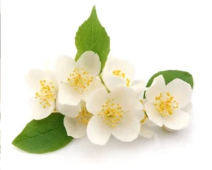 نت-یاس-در-عطر-سازی-