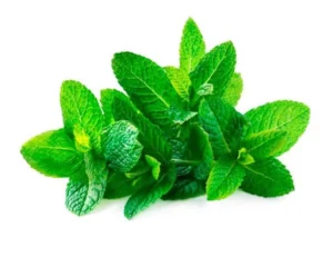 گیاه-نعناع