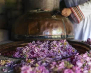 گلاب-گیری-از-زمان-اب-سینا-تا-حال-